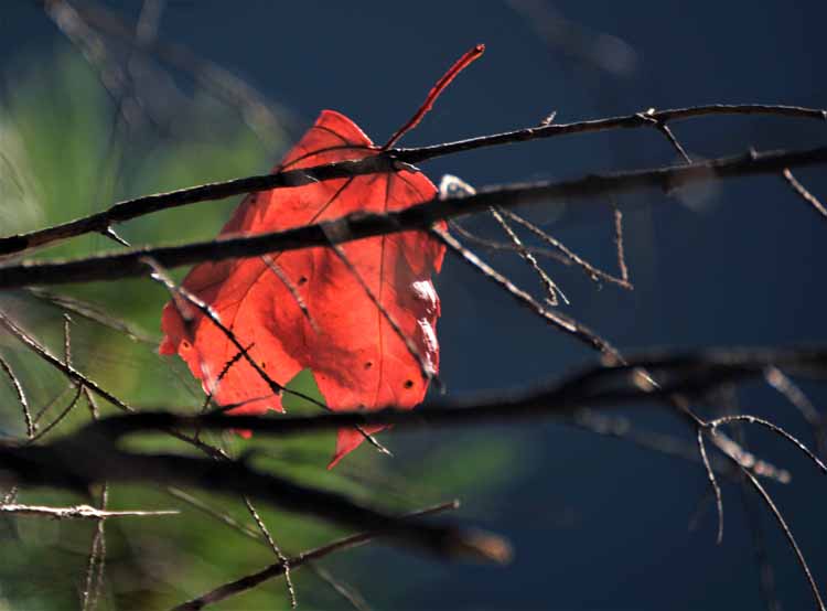 red leaf in tree